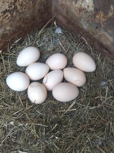 пепельный фазан: Продаю | Куры | Бойцовая | Для разведения — 7