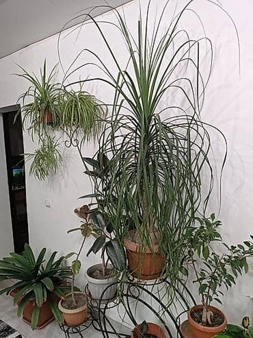 гул: НОЛИНАБАКАРНЕЯ 2 метра в высоту шикарно украсит любой интерьер — 3