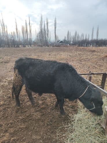 американский бульдог: Продаю | Тёлка | Ангус | На откорм | Привязанные — 1