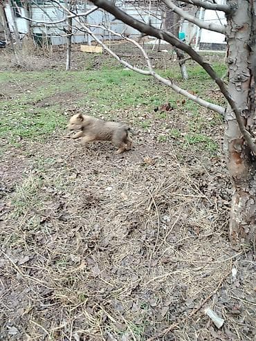 одам даром: Андам два больших щеночка упитанных в добрые руки ещё есть собачка — 2