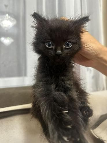 кошка малинкий: Котята домашние, помёт от чёрной кошки. На фото — пятеро малышей: - — 3