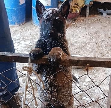 Башка жаныбарлар: Щенки бельгийской овчарки (малинуа). - Окрас: рыже-палевый с — 4