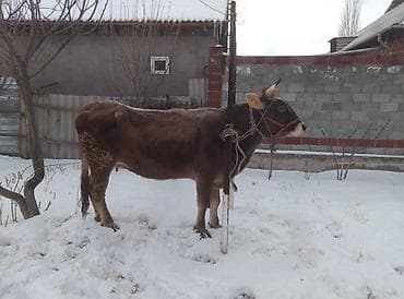 Аквариумы: Продаю | Корова (самка) | Швицкая | Для молока | Стельные — 2