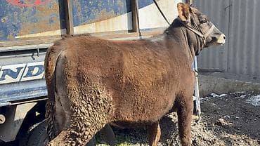 Услуги ветеринара: Продаю | Тёлка | Швицкая — 4