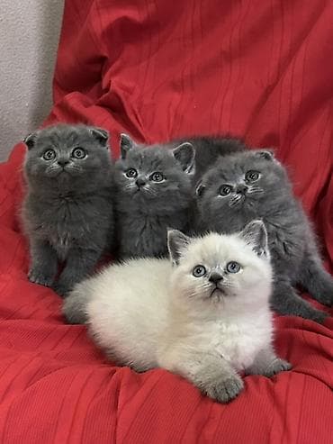 временные приюты для кошек: Продаются шотландские котята, (Scottish Fold, Scottish Straight). С — 1