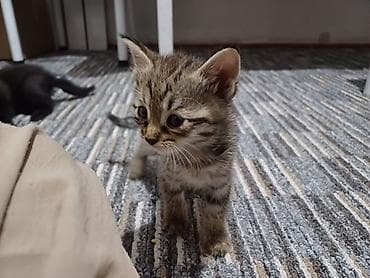 абисинская кошка: Кошка даром: Беспородная, 1 месяц, Девочка, Приучена к лотку — 2