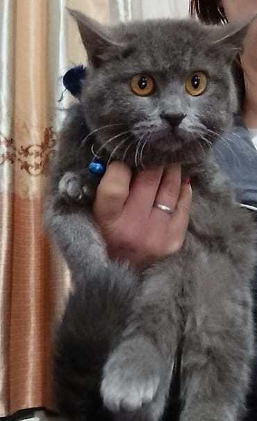 Вязка кошек: Британский короткошёрстный котёнок, окрас голубой (плюшевый серый) — 1