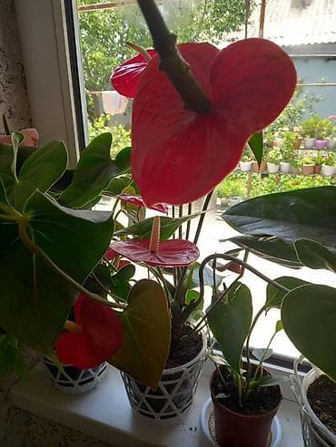 карликовый лимон купить: Антуриум (Anthurium andreanum) в горшке. - Эффектные красные — 2