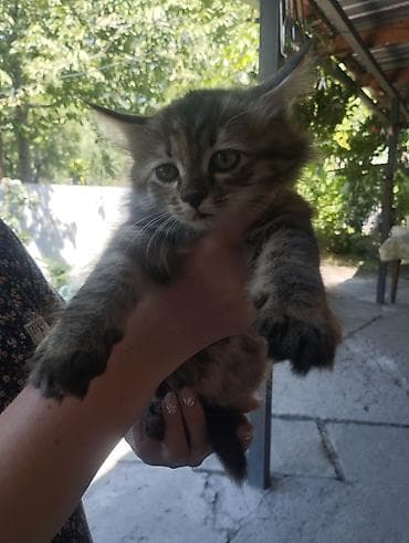 дом для кош: Котята, домашние. На фото: - Кремовый короткошёрстный котёнок с — 3