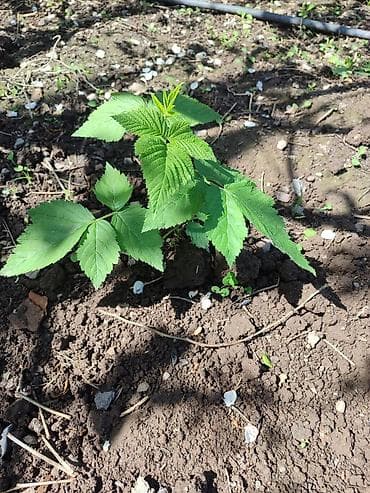 саженцы смородины купить: Саженцы малины, ежевики (молодые побеги с корнем) - Культура: малина — 2