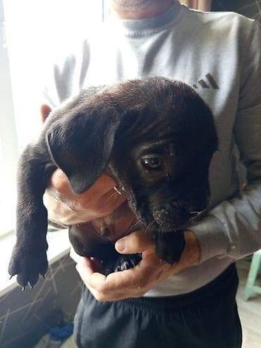 нем овчарки: Кане-корсо, 2 месяца, Самец, С прививкой, С родословной — 3