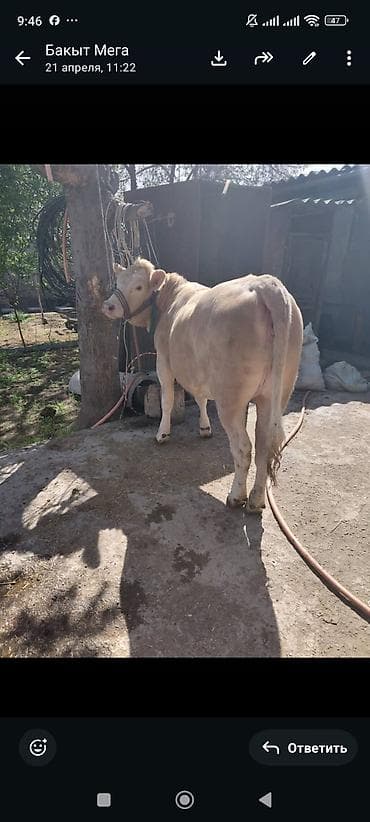 кой кыркан апарат: Продаю | Бык (самец), Тёлка | На откорм | Привязанные — 1