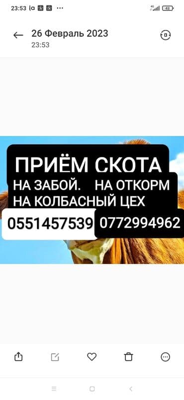 Куплю | Коровы, быки, Лошади, кони | Круглосуточно, Любое состояние, Забитый