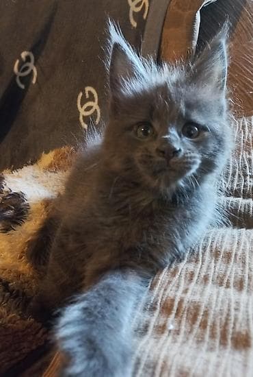мейн кун белый цена: Котята мейн-кун готовы к переезду! Отличный помёт с шикарными — 3