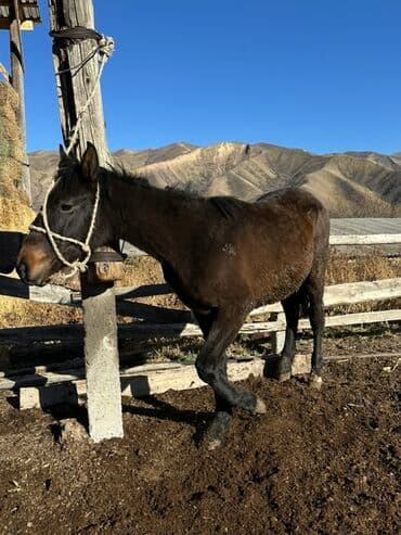 сколько стоит собака немецкая овчарка: Продаю | Жеребец | Рабочий — 2