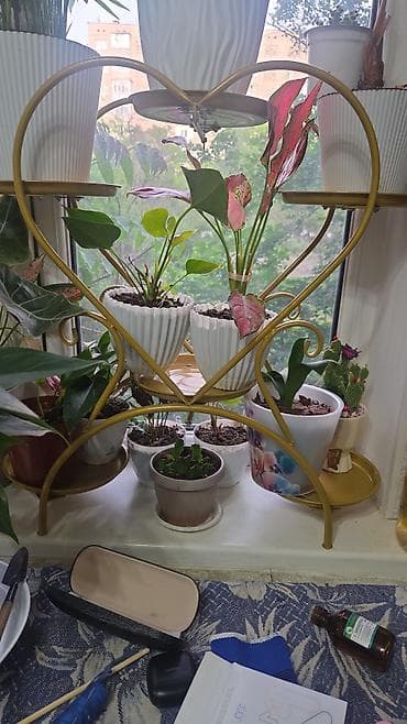 роза комнатная: Комнатные растения в горшках - Кислица «Бабочка» (Oxalis): куст с — 7