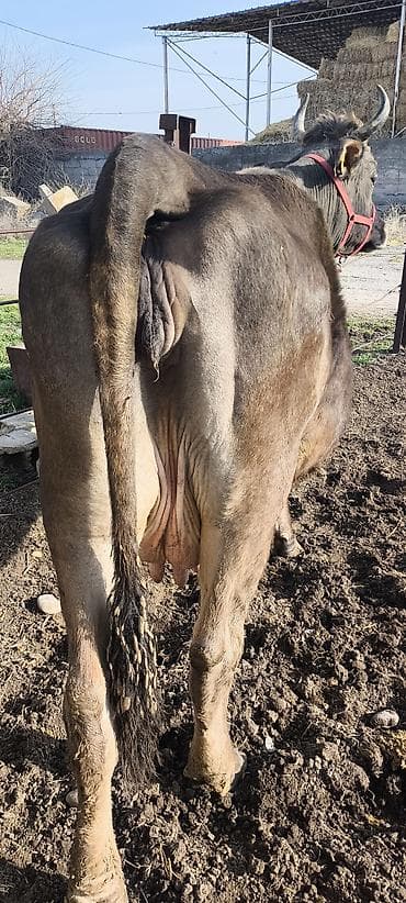 каровы юрьевка: Продаю | Корова (самка) | Алатауская, Швицкая | Для разведения, Для молока | Племенные, Стельные, Искусственник — 5