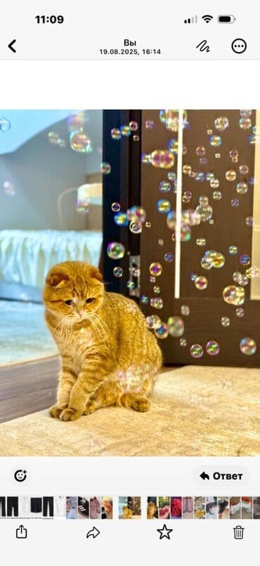 сибирская вислоухая кошка: Скотиш Фолд (Шотландская вислоухая), 2 года, Мальчик, Рыжий, С документами — 2