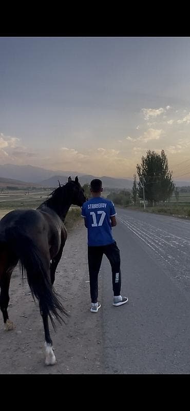 ат кок бору: Продаю | Кобыла (самка) | Кара Жорго | Конный спорт — 6