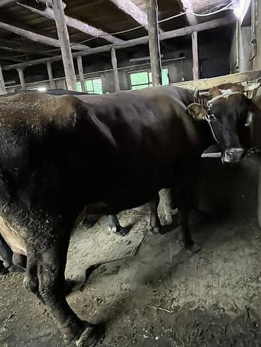 куплю корову: Продаю | Корова (самка) | Швицкая, Аулиекольская | Для молока | Привязанные — 5
