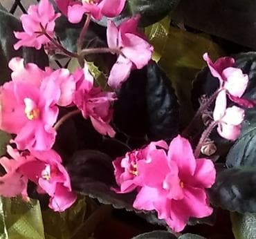 Продаю деткистартеры взрослые цветущие фиалки 🌺🌿🌺. Нахожусь в at lalafo.kg Продаю деткистартеры взрослые цветущие фиалки 🌺🌿🌺. Нахожусь в