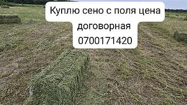 Покупка сена с поля. Ищу тюки сена напрямую с поля. Рассмотрю