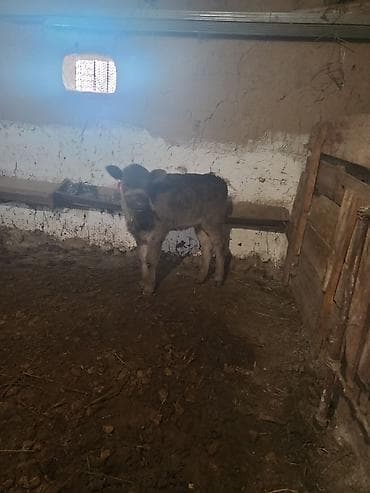 баран кара балта: Продаю | Музоо, торпок | Для разведения — 3