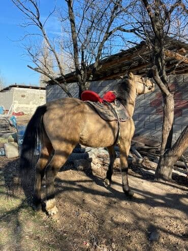 борщ кой: Продаю | Конь (самец) | Рабочий — 4