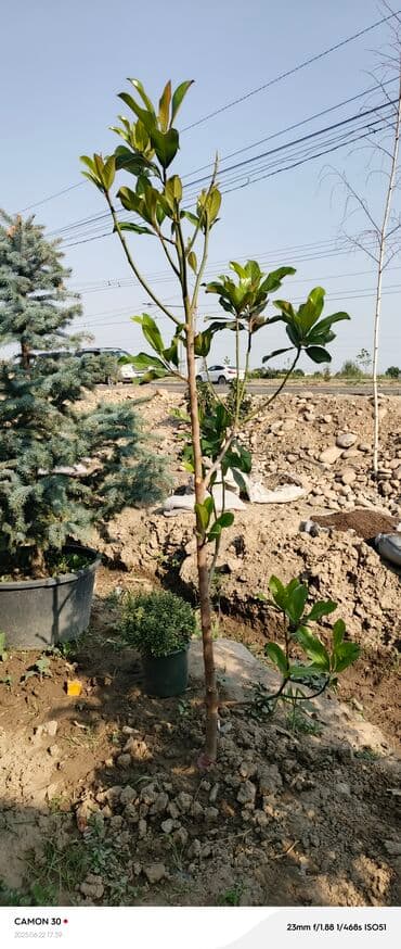 продам рассаду помидор: Саженцы деревьев: Магнолии — 17