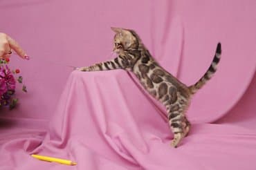 продажа породистых кошек: Друзья !!! долгожданный помет . Бенгальские котята . от самых — 3
