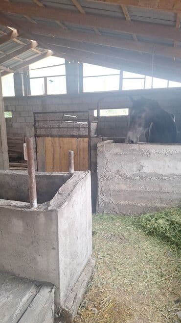 дача бешкунгей: Дом, 50 м², 3 комнаты, Собственник — 7