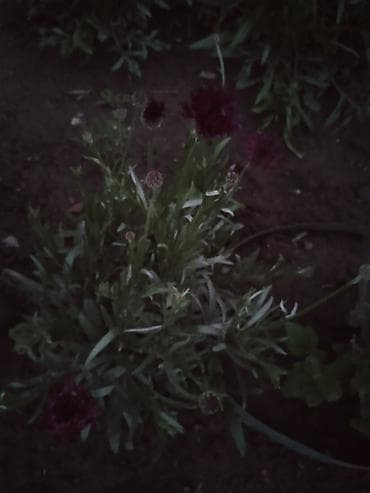 active dry: Василёк — смесь сортов (семена)рассада выращенная на улице мороза не — 4