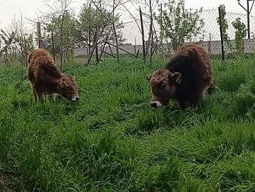 ургачы тай: Продаю | Музоо, торпок | На откорм — 3