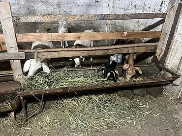 животные птицы: Продаю | Коза (самка), Козёл (самец) — 5