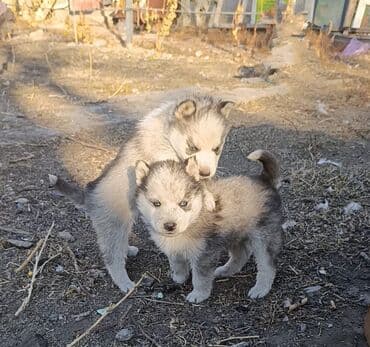 купить британскую кошку: ПРОДАЮ СИБИРСКИЕ ЧИСТОКРОВНЫЕ ЩЕНКИ ХАСКИ. ЕСТЬ САМЕЦ И САМКИ. КУШАЮТ — 3