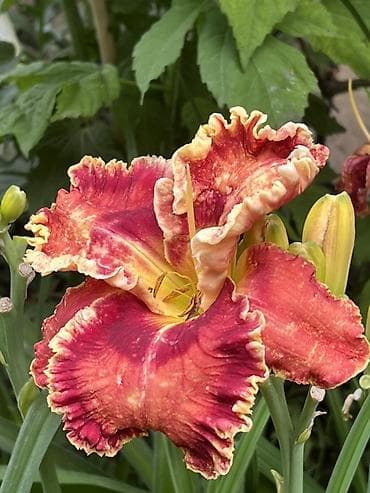 большой цветок: Лилейники (Hemerocallis) – коллекционные сортовые саженцы/делёнки — 3