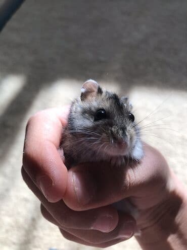 животные для дома: Продаю хомяков джунгарских, остались последние две штуки, мальчик и — 3
