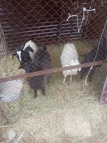 шатланский кошка: Продаю | Козлёнок | Для разведения — 3