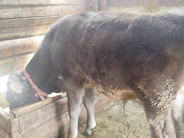 цепь для быков: Продаю | Бык (самец) | На откорм | Привязанные — 2