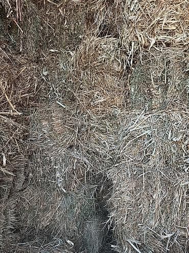 услуги кинолога: Й укос беде плотный большой тяжелый — 6