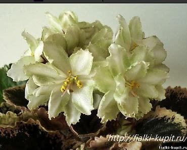 Фиалки и глоксинии: Продаю деткистартеры сортовых фиалок🌺🌿🌺. От 100сом. Есть взрослые — 3