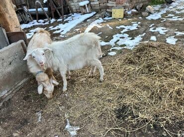 Зоотовары: Продаю | Козёл (самец) — 1