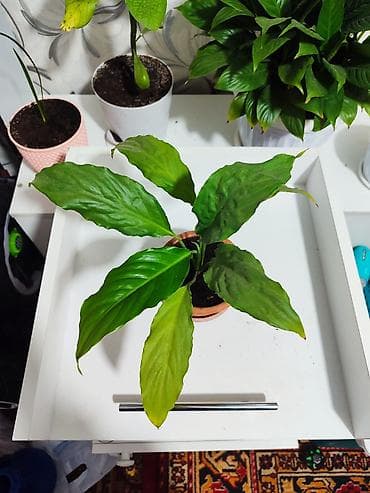 Спатифиллум (Spathiphyllum), комнатное растение - Компактные кустики