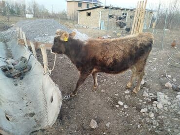 кролик декоративные: Продаю | Музоо, торпок | На откорм | Привязанные — 1