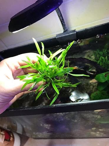 Криптокорина парва (Cryptocoryne parva) — компактное аквариумное