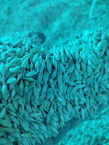 джутовый коврик: Продаю ячмень22,5 местный. для корма — 3