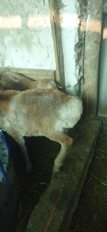 отдам в добрые руки собаку: Продаю | Овца (самка) | Эдильбаевская | Для разведения | Ярка — 10