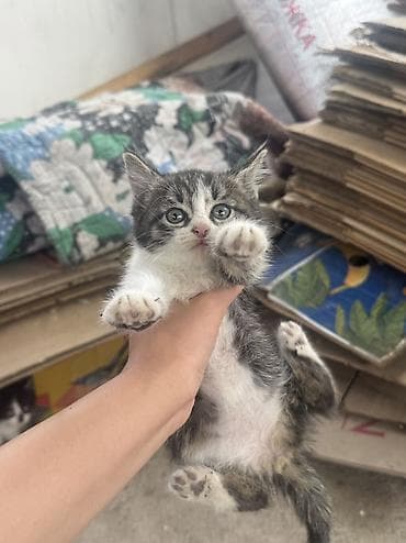 отдам даром котенка бишкек: Кошка даром: Беспородная, 1 месяц, Мальчик — 10