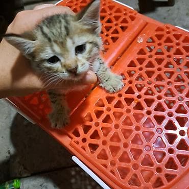 Животные: Кошка даром: Беспородная, 1 месяц, Девочка — 2