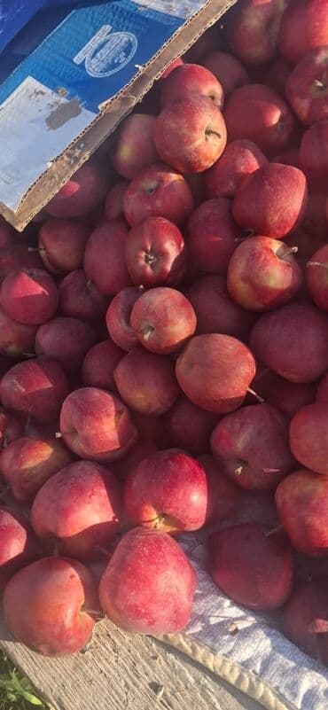 паста том ям бишкек: Алмалар Крипсон, Дүңүнөн — 2